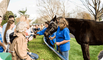 a crowd of people look at a horse