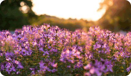 purple flowers in golden light