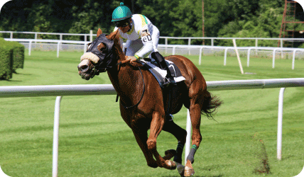 racehorse running on a track